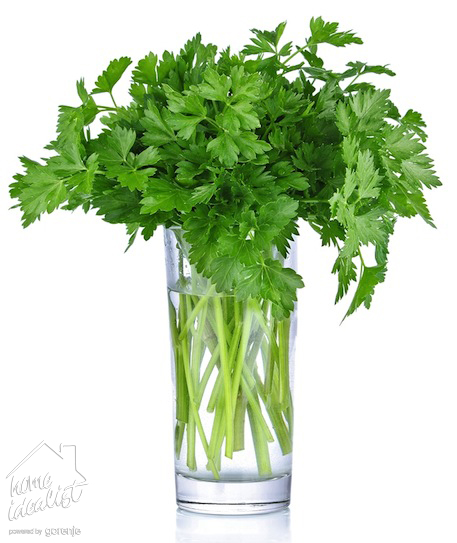 Parsley-bunch-in-a-glass_watermark